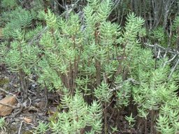 Crassula tetragona miniature forest